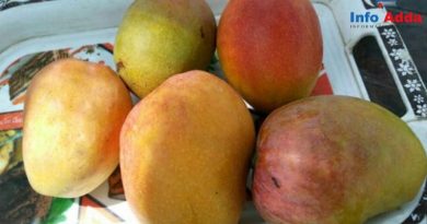 # amazing recopies of mango